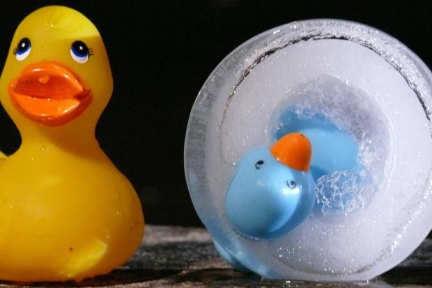 Photographie de deux canards en plastique dont un est pris dans la glace