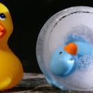 Photographie de deux canards en plastique dont un est pris dans la glace