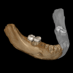 Reconstitution virtuelle de la mandibule de Xiahe (Chine)