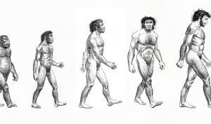 frise représentant au dessin à trait l'évolution humaine