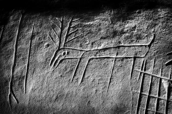 Photographie d'une gravure de cervidé dans un abri sous roche du massif de Fontainebleau