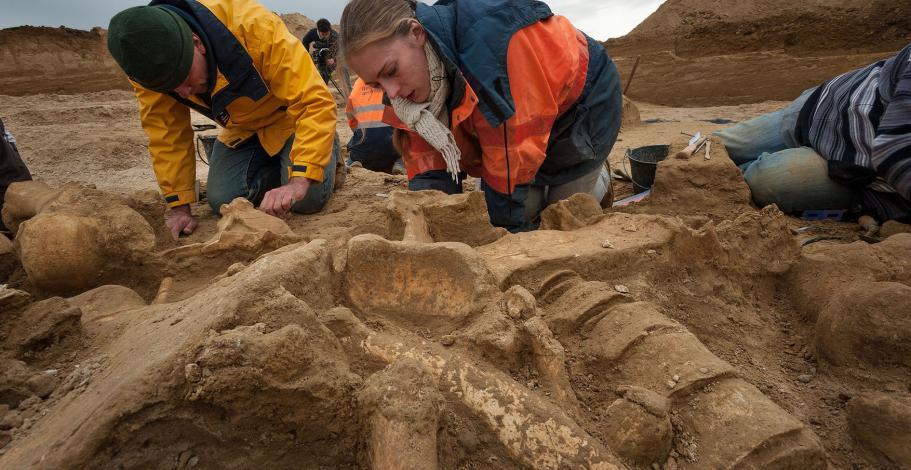 Fouille archéologique d'un squelette de mammouth à Changis-sur-Marne