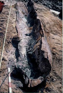La pirogue mésolithique lors de sa découverte.